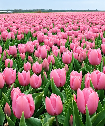 Delicate pale pink double late peony tulips