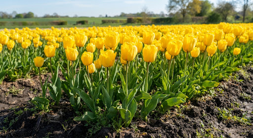 Vibrant golden yellow Darwin hybrid tulips